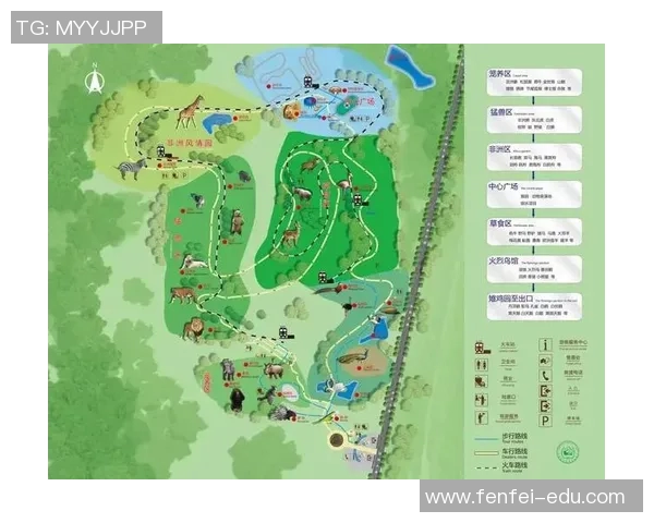 熊变成姚明的奇幻之旅从森林到篮球场的蜕变与成长